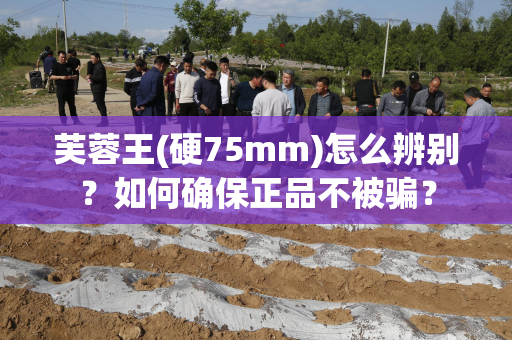 芙蓉王(硬75mm)怎么辨别？如何确保正品不被骗？
